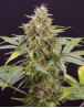 Chocolate Mint OG Auto - Semillas originales | SemillasLowCost