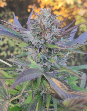 Cinnamon Buddha OG  (Humboldt Organization) | SemillasLowCost