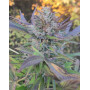 Cinnamon Buddha OG  (Humboldt Organization) | SemillasLowCost