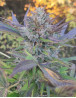 Cinnamon Buddha OG  (Humboldt Organization) | SemillasLowCost