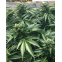 Cinnamon Buddha OG  (Humboldt Organization) | SemillasLowCost