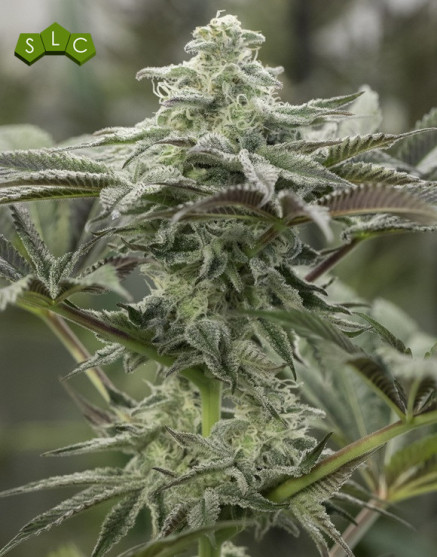 Semillas Lemon Citron - Feminizada Humboldt | SemillasLowCost