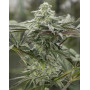 Semillas Lemon Citron - Feminizada Humboldt | SemillasLowCost