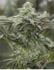 Semillas Lemon Citron - Feminizada Humboldt | SemillasLowCost