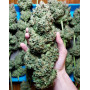 Kosher Cake Auto (Fast4 Buds2) - Compra semillas baratas - SLC
