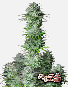 Kosher Cake Auto (Fast4 Buds2) - Compra semillas baratas - SLC