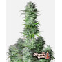 Kosher Cake Auto (Fast4 Buds2) - Compra semillas baratas - SLC