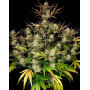 Apple Strudel Auto (Fast Buds 42) - Semillas, Cultivo - SLC