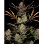 Apple Strudel Auto (Fast Buds 42) - Semillas, Cultivo - SLC