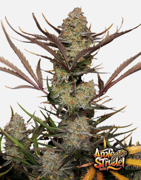 Apple Strudel Auto (Fast Buds 42) - Semillas, Cultivo - SLC
