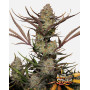 Apple Strudel Auto (Fast Buds 42) - Semillas, Cultivo - SLC