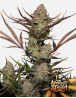 Apple Strudel Auto (Fast Buds 42) - Semillas, Cultivo - SLC
