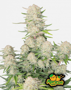 Apricot Auto - Semillas de Marihuana Autoflorecientes Baratas