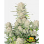Apricot Auto - Semillas de Marihuana Autoflorecientes Baratas