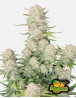 Apricot Auto - Semillas de Marihuana Autoflorecientes Baratas