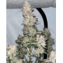 Apricot Auto - Semillas de Marihuana Autoflorecientes Baratas