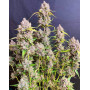 Banana Purple Punch Auto - La Automática más potente - SLC
