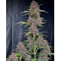 Banana Purple Punch Auto - La Automática más potente - SLC