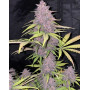 Banana Purple Punch Auto - La Automática más potente - SLC