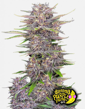 Banana Purple Punch Auto - La Automática más potente - SLC