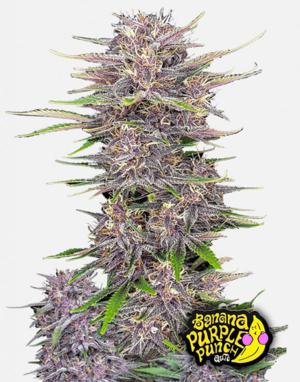 Banana Purple Punch Auto - La Automática más potente - SLC