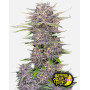Banana Purple Punch Auto - La Automática más potente - SLC