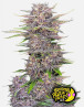 Banana Purple Punch Auto - La Automática más potente - SLC