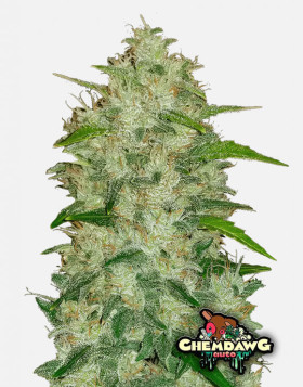 Chemdawg Auto (FastBuds) - Marihuana sabor combustible - SLC