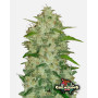 Chemdawg Auto (FastBuds) - Marihuana sabor combustible - SLC