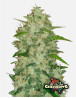 Chemdawg Auto (FastBuds) - Marihuana sabor combustible - SLC