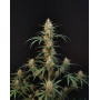 Chemdawg Auto (FastBuds) - Marihuana sabor combustible - SLC