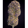 Cherry Cola Auto - Marihuana sabor CocaCola - SemillasLowCost