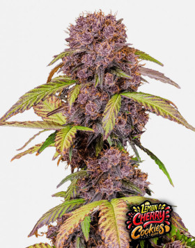 Cherry Cola Auto - Marihuana sabor CocaCola - SemillasLowCost