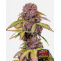 Cherry Cola Auto - Marihuana sabor CocaCola - SemillasLowCost