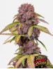 Cherry Cola Auto - Marihuana sabor CocaCola - SemillasLowCost