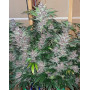 Cherry Cola Auto - Marihuana sabor CocaCola - SemillasLowCost
