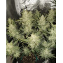 Gorilla Cookies Auto - Semillas de Fast4 Buds2 - SemillasLowCost
