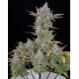 Gorilla Cookies Auto - Semillas de Fast4 Buds2 - SemillasLowCost