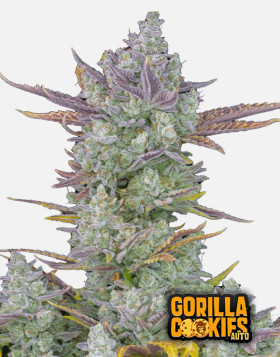 Gorilla Cookies Auto - Semillas de Fast4 Buds2 - SemillasLowCost