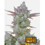 Gorilla Cookies Auto - Semillas de Fast4 Buds2 - SemillasLowCost