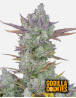 Gorilla Cookies Auto - Semillas de Fast4 Buds2 - SemillasLowCost