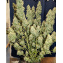 Guava Auto - Semillas Fast4 Buds2 Baratas - SemillasLowCost
