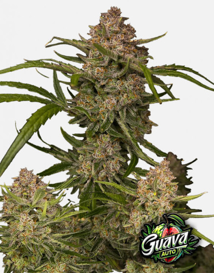 Guava Auto - Semillas Fast4 Buds2 Baratas - SemillasLowCost