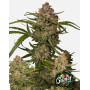 Guava Auto - Semillas Fast4 Buds2 Baratas - SemillasLowCost