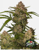 Guava Auto - Semillas Fast4 Buds2 Baratas - SemillasLowCost
