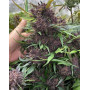 LSD-25 Auto (Fast Buds) - Comprar Semillas Baratas en SLC