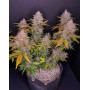 LSD-25 Auto (Fast Buds) - Comprar Semillas Baratas en SLC