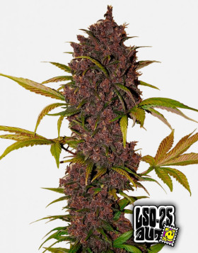 LSD-25 Auto (Fast Buds) - Comprar Semillas Baratas en SLC