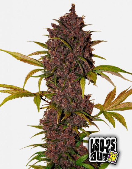 LSD-25 Auto (Fast Buds) - Comprar Semillas Baratas en SLC