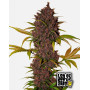 LSD-25 Auto (Fast Buds) - Comprar Semillas Baratas en SLC
